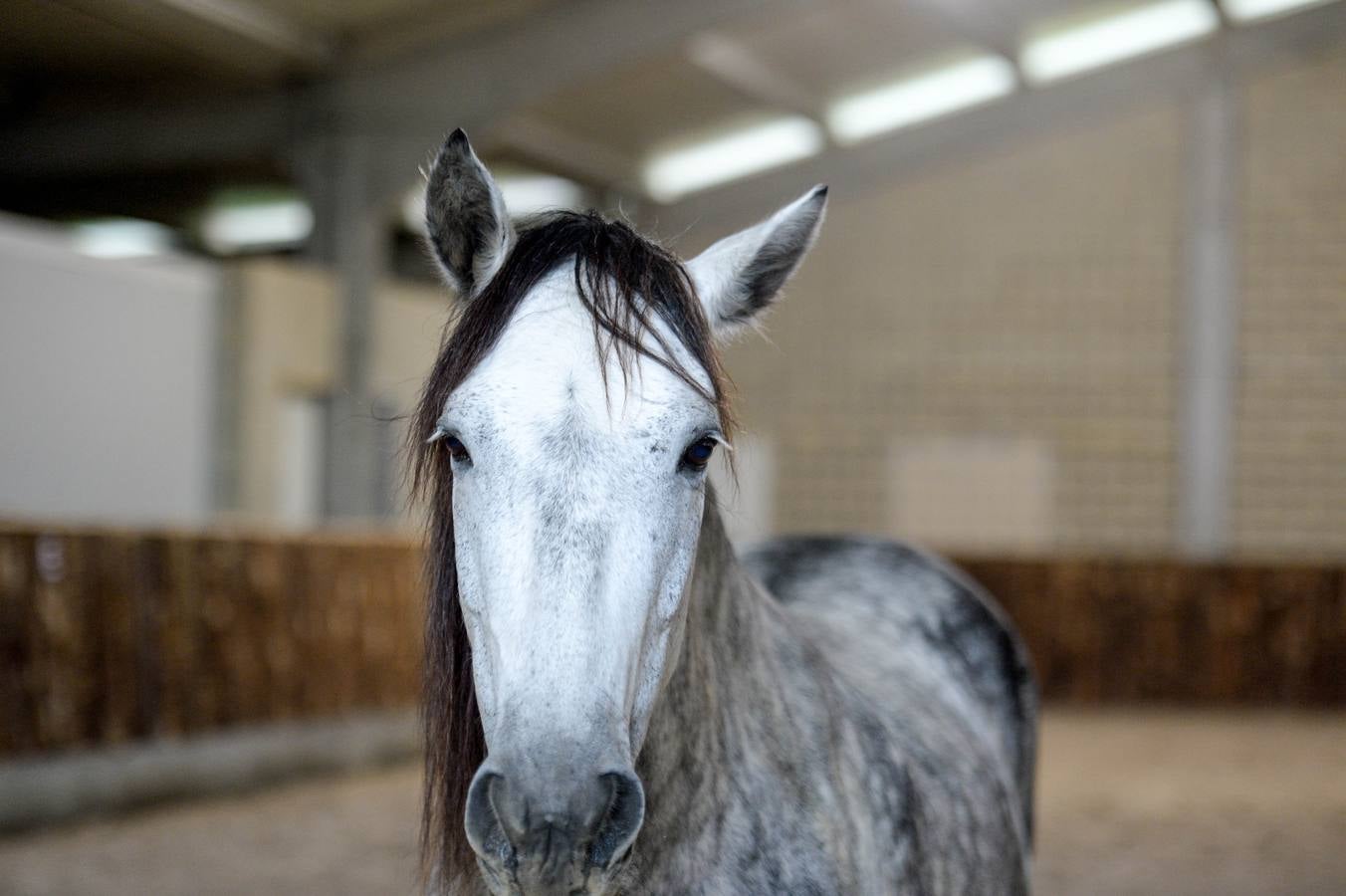 Fotos: Un &#039;spa&#039; para caballos en Euskadi