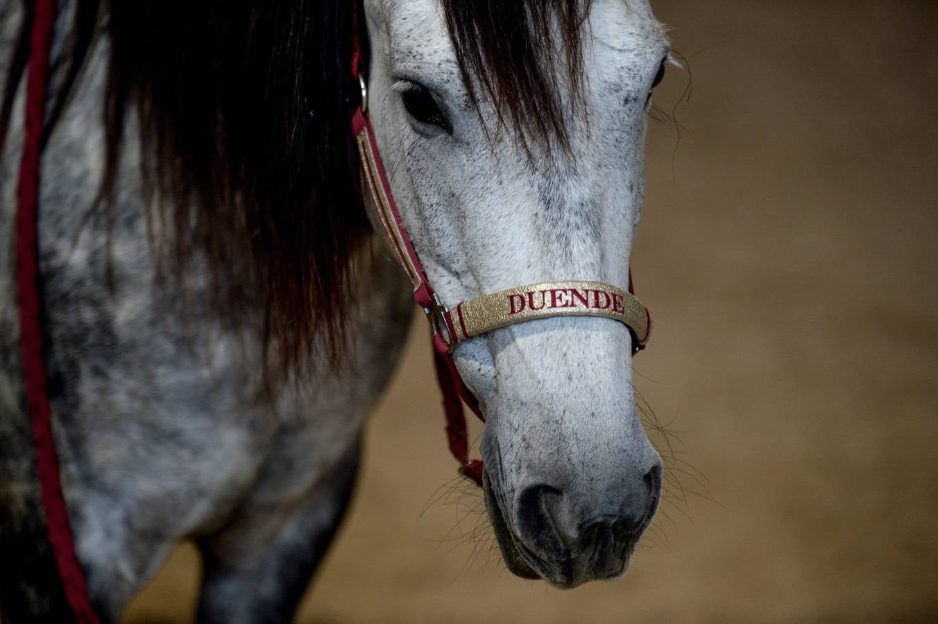 Fotos: Un &#039;spa&#039; para caballos en Euskadi