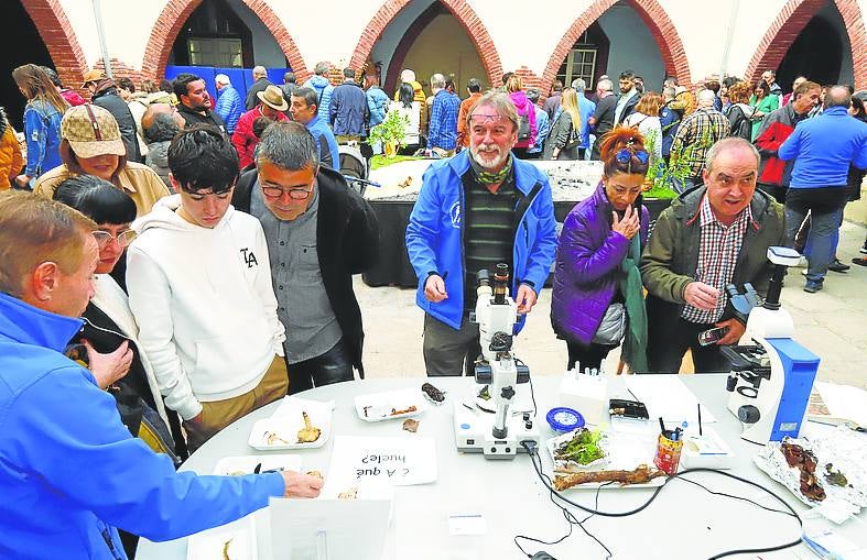 Al detalle. Microscopios y lupas se pusieron a disposición de los visitantes. 