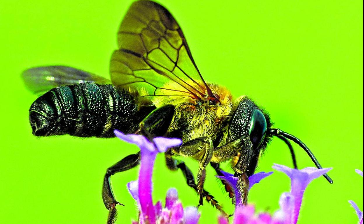 Una abeja gigante de la resina chupa néctar de una flor. 