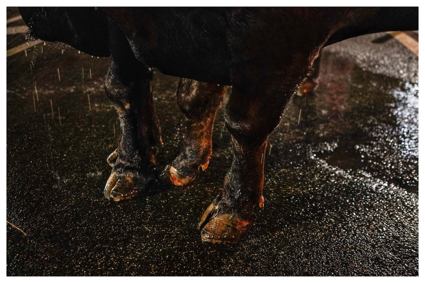 Fotos: Arrastre de bueyes en Mallabia