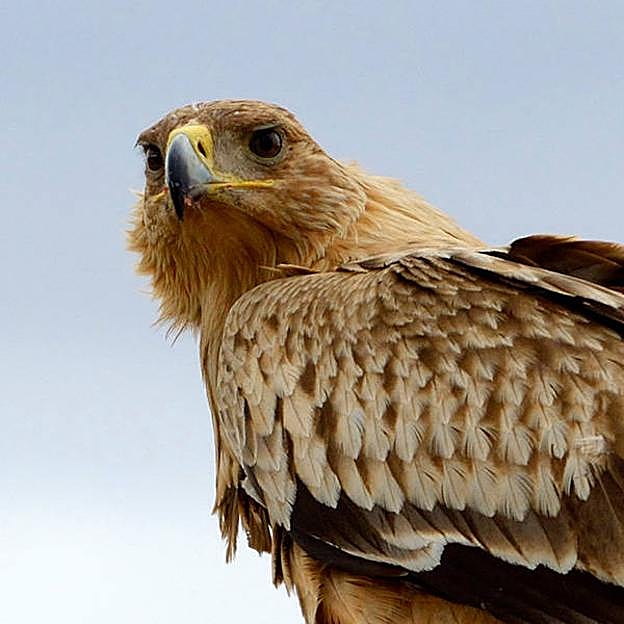Un ejemplar de águila imperial