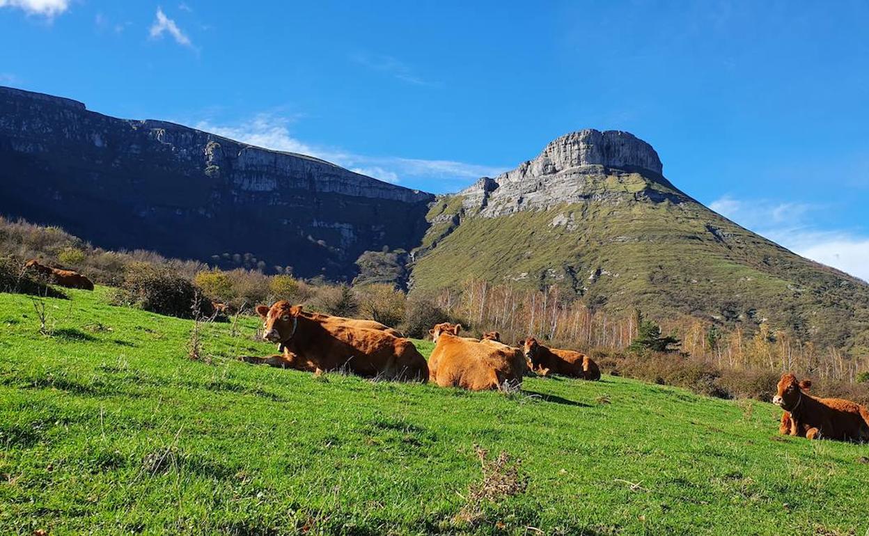 Parte de la documentación regula las relaciones ganaderas en la Sierra Salvada. 