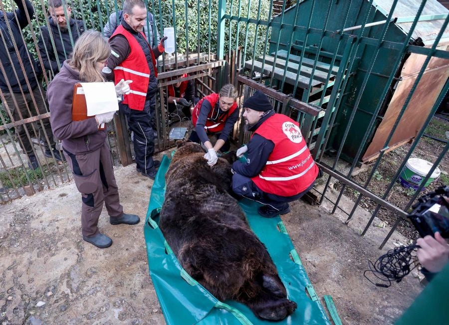 Fotos: El oso Mark recupera su libertad tras veinte años