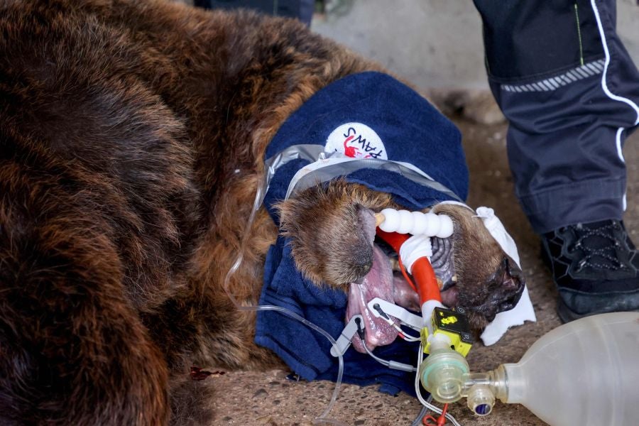 Fotos: El oso Mark recupera su libertad tras veinte años