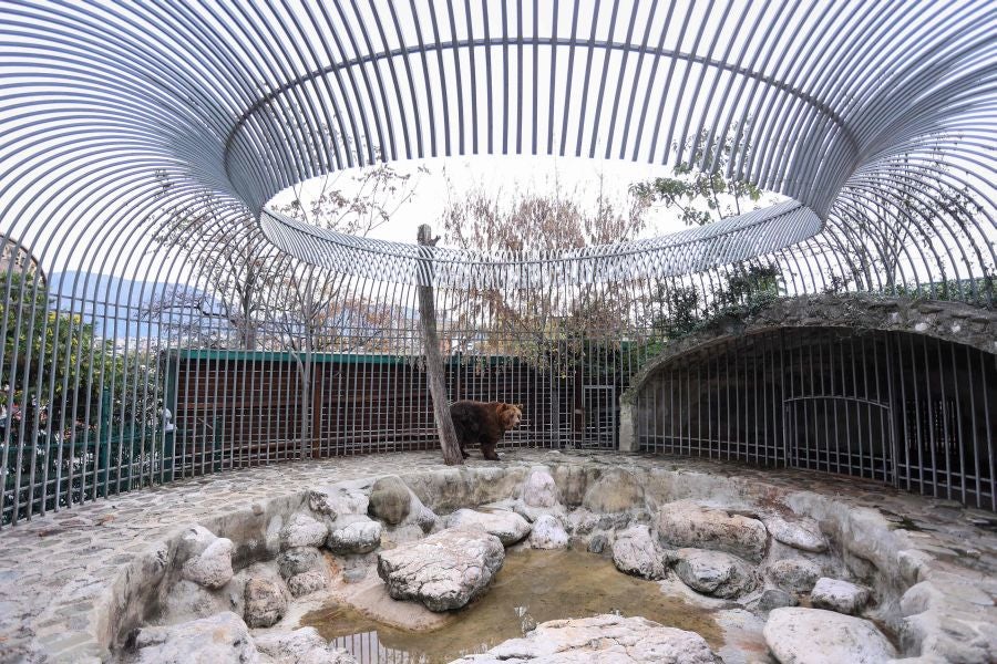 Fotos: El oso Mark recupera su libertad tras veinte años