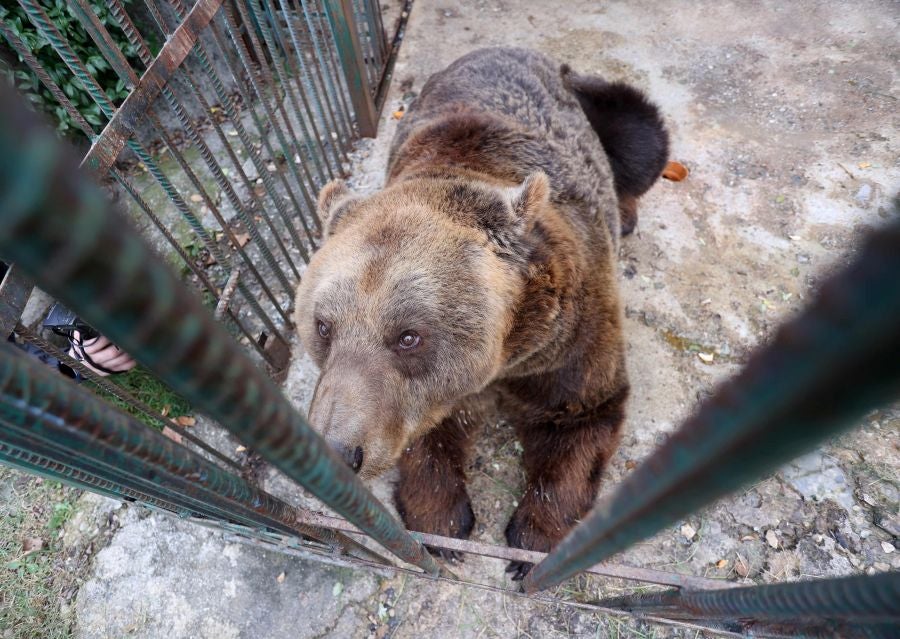 Fotos: El oso Mark recupera su libertad tras veinte años