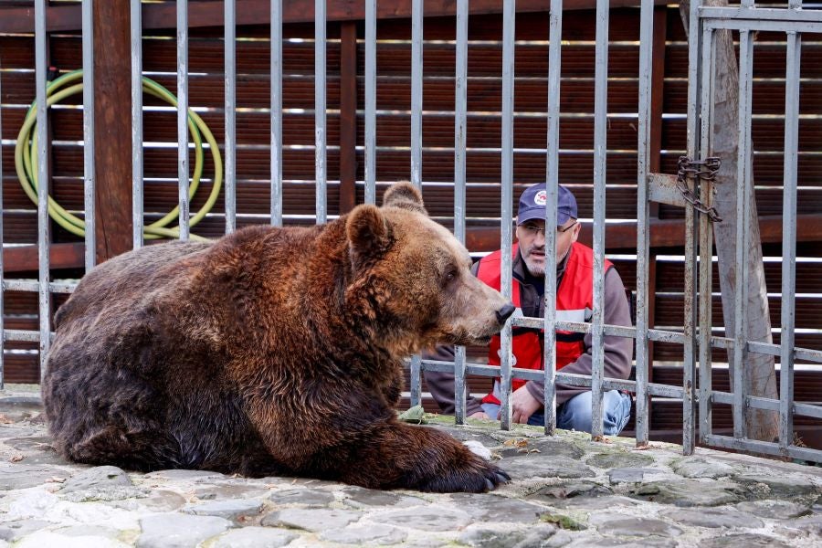 Fotos: El oso Mark recupera su libertad tras veinte años