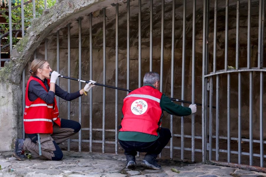 Fotos: El oso Mark recupera su libertad tras veinte años