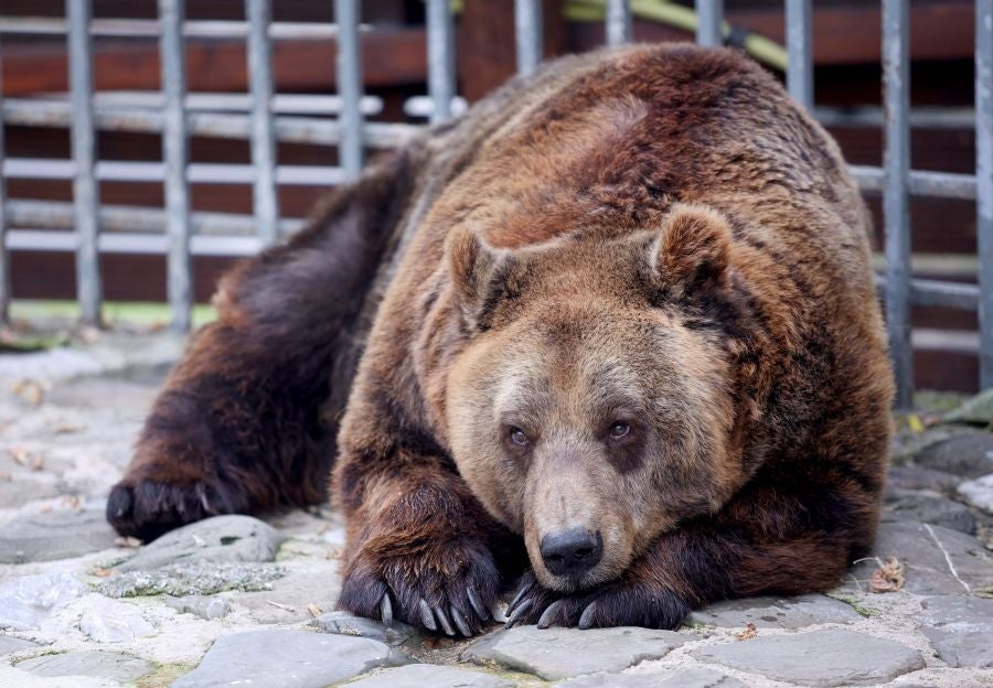 Fotos: El oso Mark recupera su libertad tras veinte años