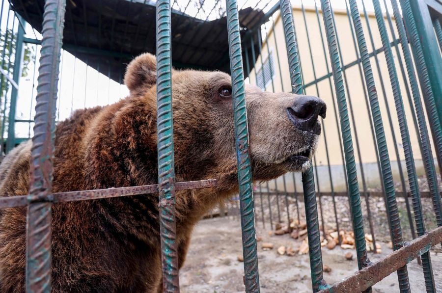 Fotos: El oso Mark recupera su libertad tras veinte años