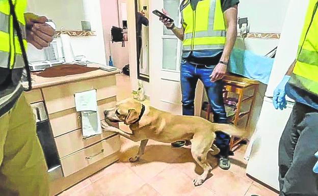 Perro rastreador del Grupo I de Estupefacientes de la Udyco-Costa del Sol durante el registro de una cocina en busca de coca rosa.