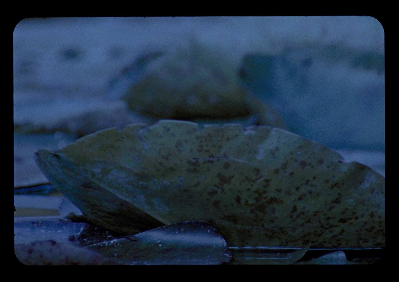 La directora de cine y artista francobritánica Marine Hugonnier será la protagonista de la sala Film & Video entre octubre de 2023 y febrero del año siguiente. Ha rodado en Afganistán y en la Amazonia, poniendo bajo la lente perspectivas visuales como la del panorama y sus aplicaciones militares. C