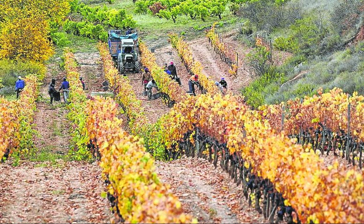 Vendimia en una finca de Labastida.