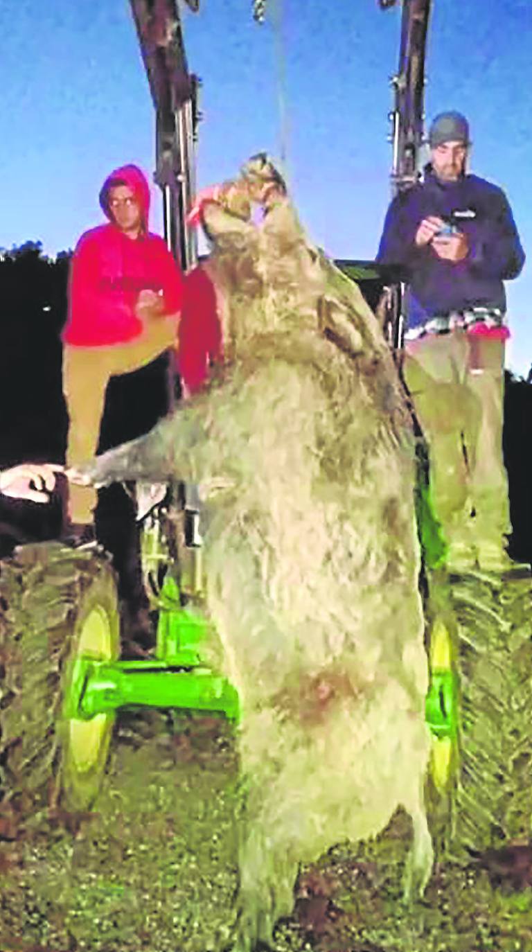Miembros de la cuadrilla nº 16 del Club Deportivo de Caza de Jabalí en Bizkaia con otro ejemplar, de 150 kilos, abatido en Gizaburuaga. 