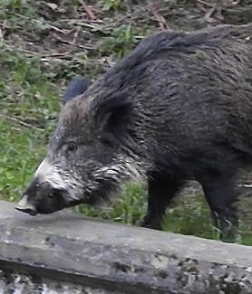 Imagen secundaria 2 - El jabalí ha llegado hasta la calzada.