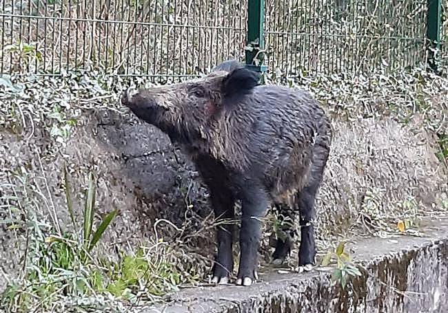 El jabalí avistado en el patio de un bloque de viviendas en Deusto.