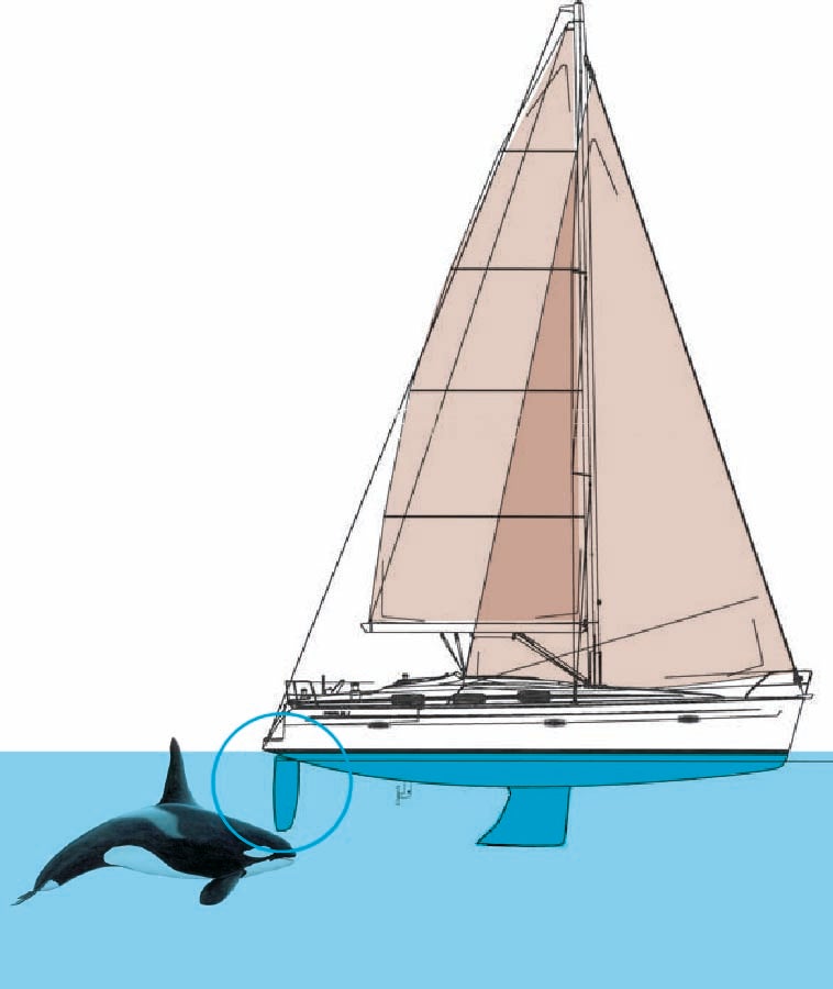 Comparación de una orca de cinco metros y un velero tipo Bavaria 39, de 11,94 metros de eslora