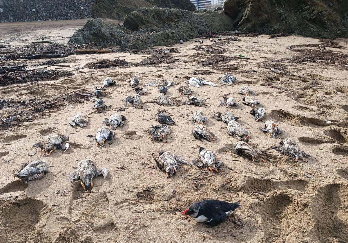 Ejemplares de frailecillo aparecidos muertos en la playa de Bakio hace unas semanas