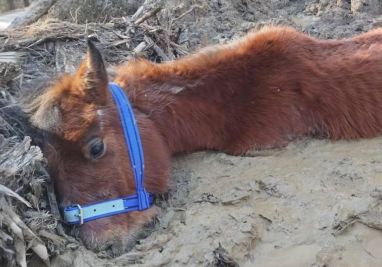 El caballo, antes de ser rescatado, hundido en el lodo.