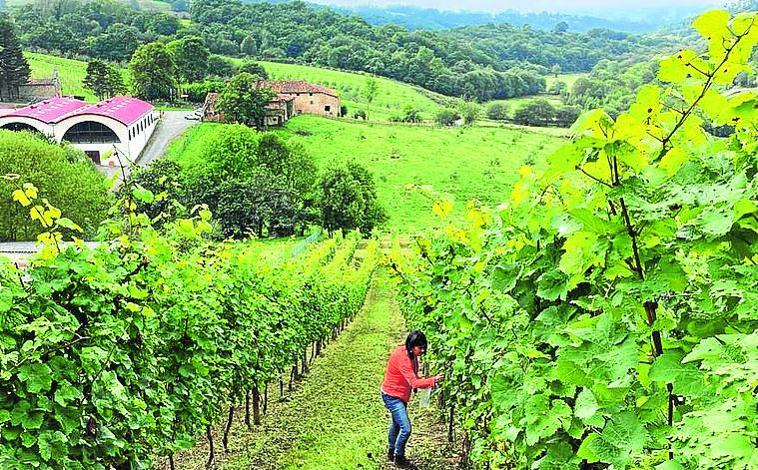 Imagen principal - «Los vinos buenos son los que se venden»