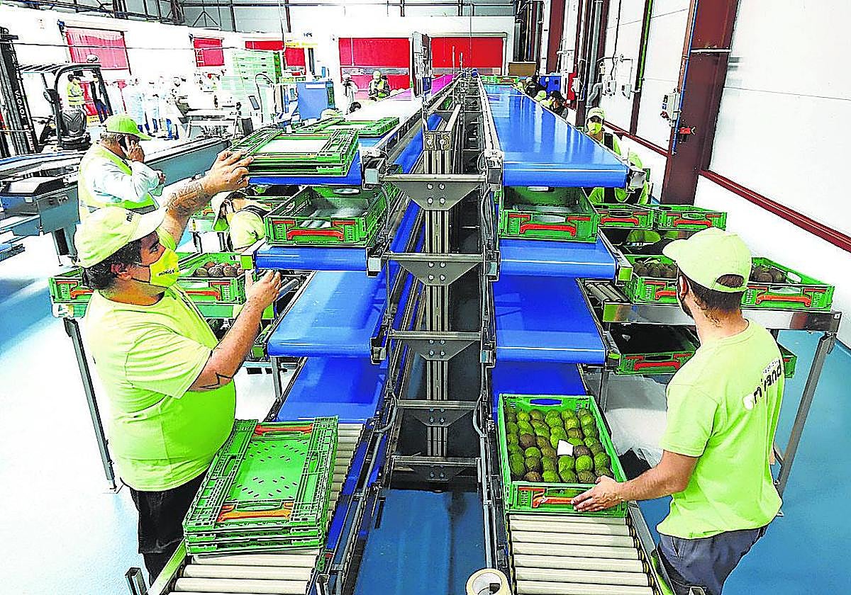 Miranda se erige como un punto estratégico para enviar fruta a Europa y al Golfo Pérsico.