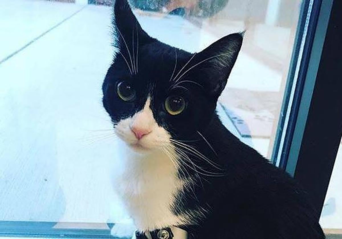 Las multas de la ley de bienestar animal: de 500 a 10.000 euros por dejar solo al gato más de tres días