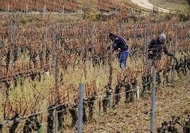 Dos agricultores trabajan en su viñedo, una pequeña explotación de Rioja Alavesa.