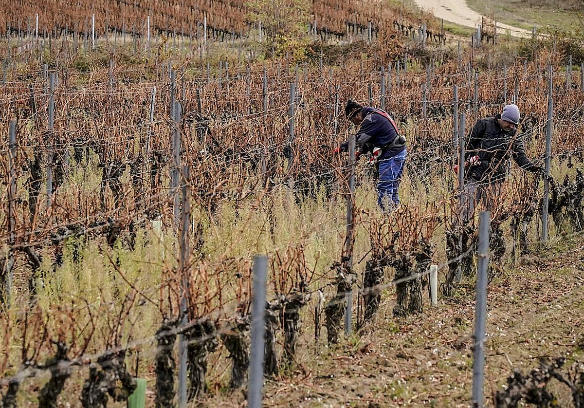Dos agricultores trabajan en su viñedo, una pequeña explotación de Rioja Alavesa.