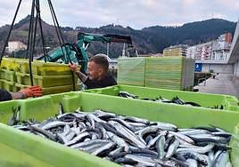La lonja del puerto de Ondarroa recibe las primeras anchoas de la temporada. M. ARTIME