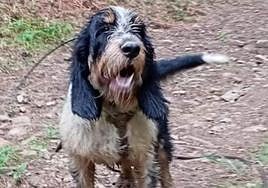 Imagen de Morete, el perro contagiado por el virus.