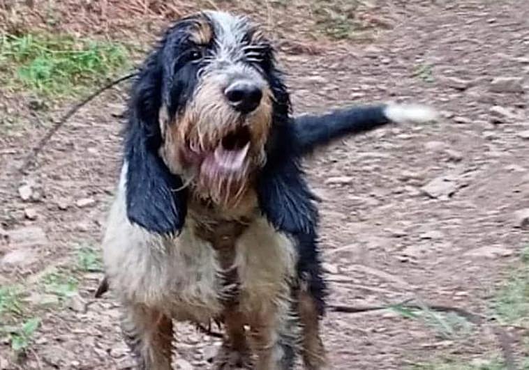 Imagen de Morete, el perro contagiado por el virus.