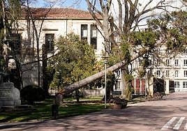 Árbol de gran porte cae derribado por las fuertes rachas de viento en La Florida.