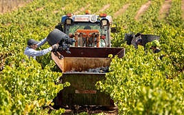 Vendimia en una finca amparada por la denominación.