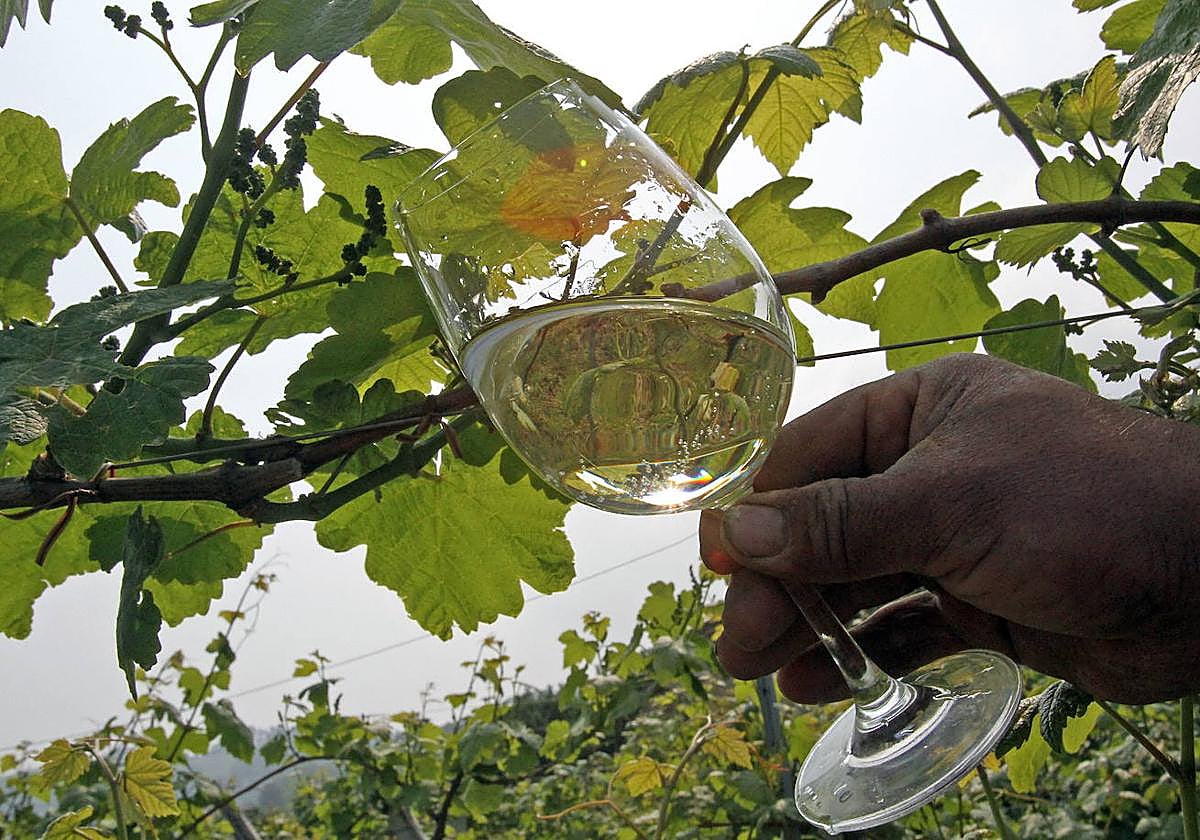 Un txakoli en Getaria