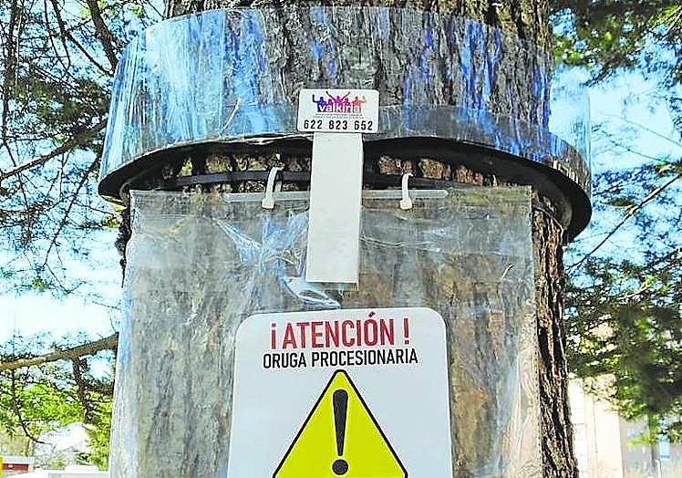 Esta temporada han colocado sólo una treintena de trampas.