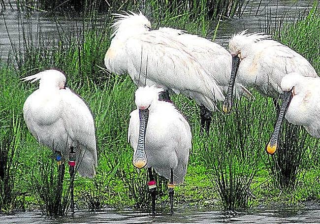 Espátulas descansan en las marismas de Orueta.