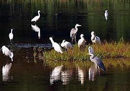 Cinco parques naturales para contemplar las aves que nos visitan en primavera