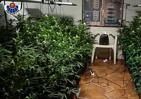 Uno de los invernaderos descubiertos en este operativo.