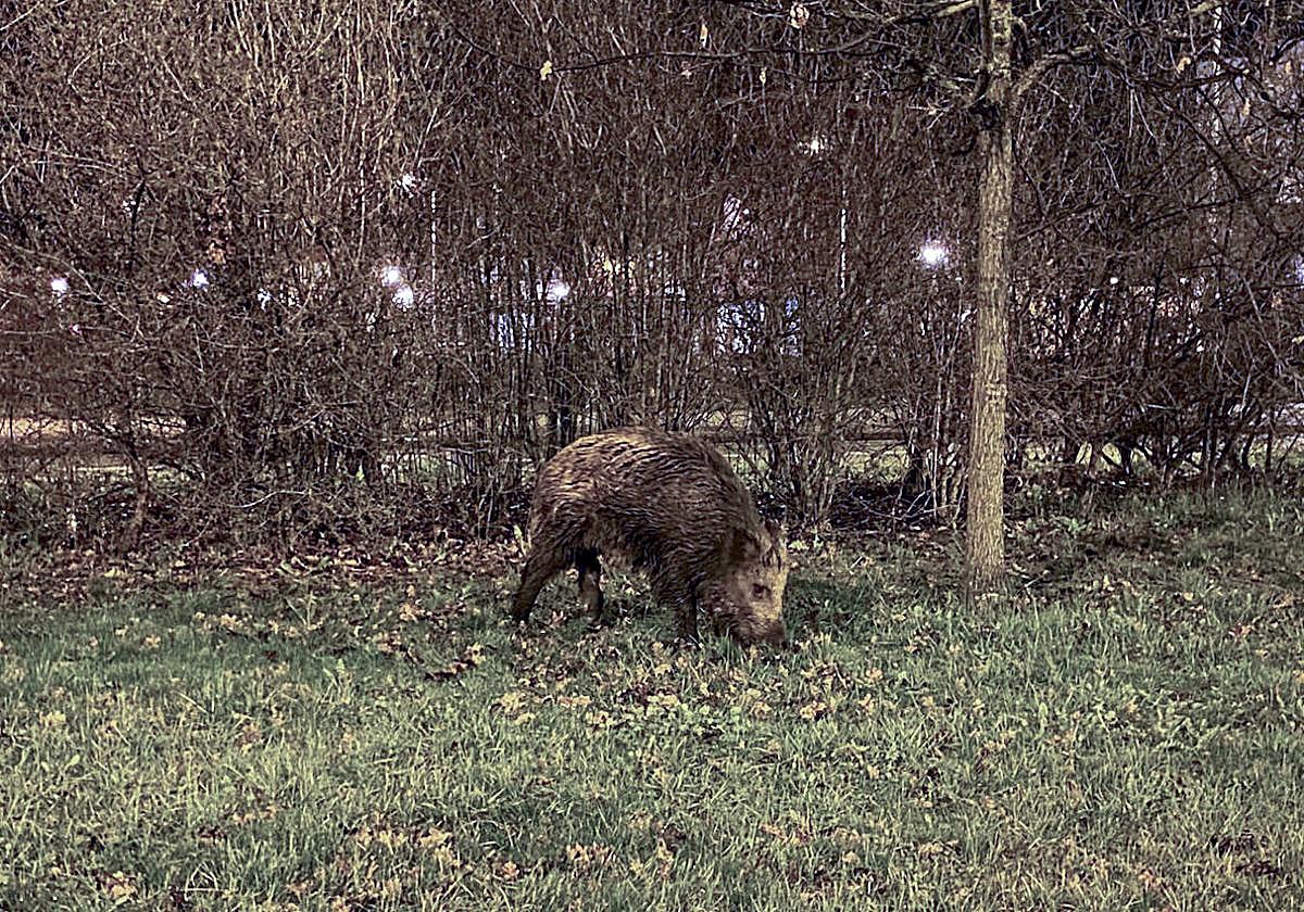 Un jabalí en las inmediaciones del barrio vitoriano de Salburua.