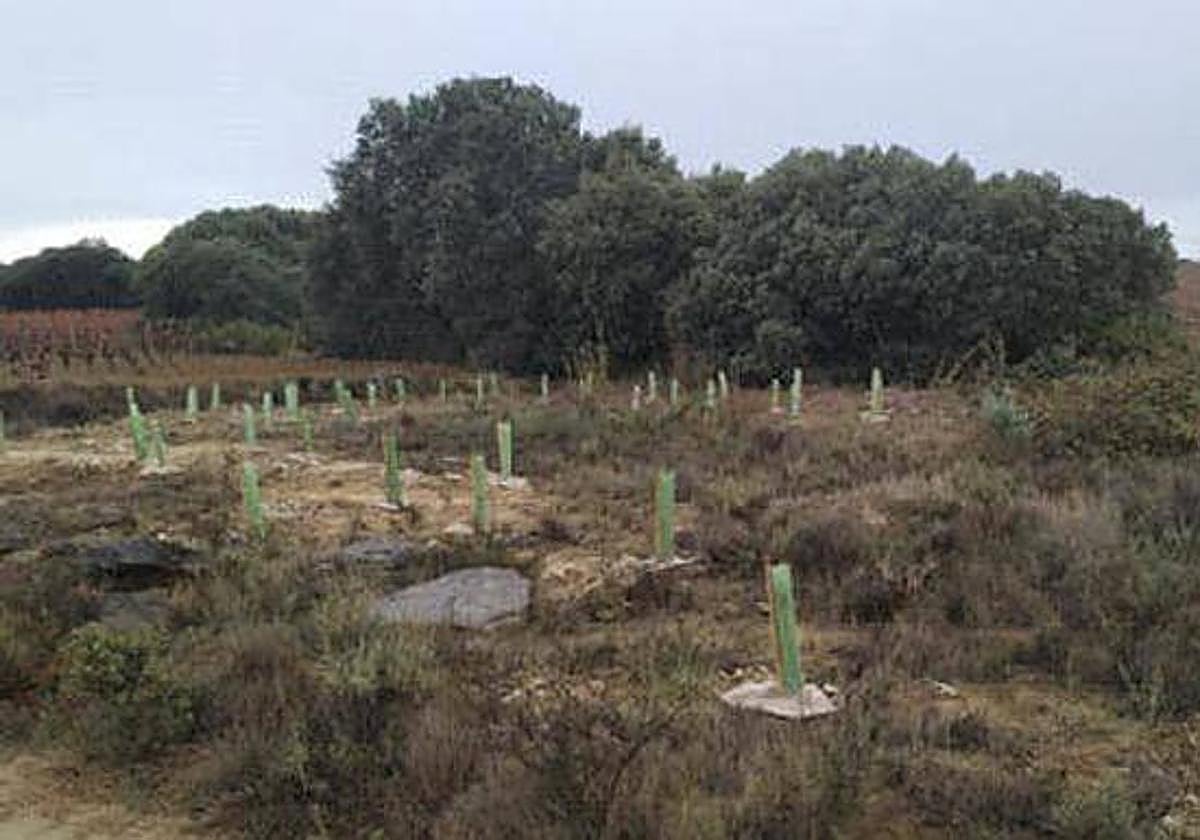 Las plantaciones ayudarán a regenerar la zona del Monte de Navaridas.