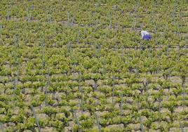 Un viticultor trabaja en su viñedo en Rioja Alavesa.