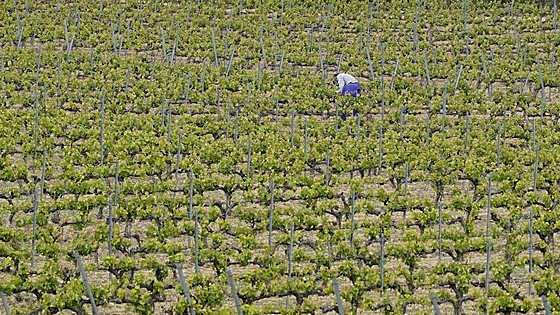 Viñedos de Álava recurre el auto que le prohíbe vender su vino
