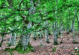 Hayedo entre la ermita de San Bitor y el monte Itxogana