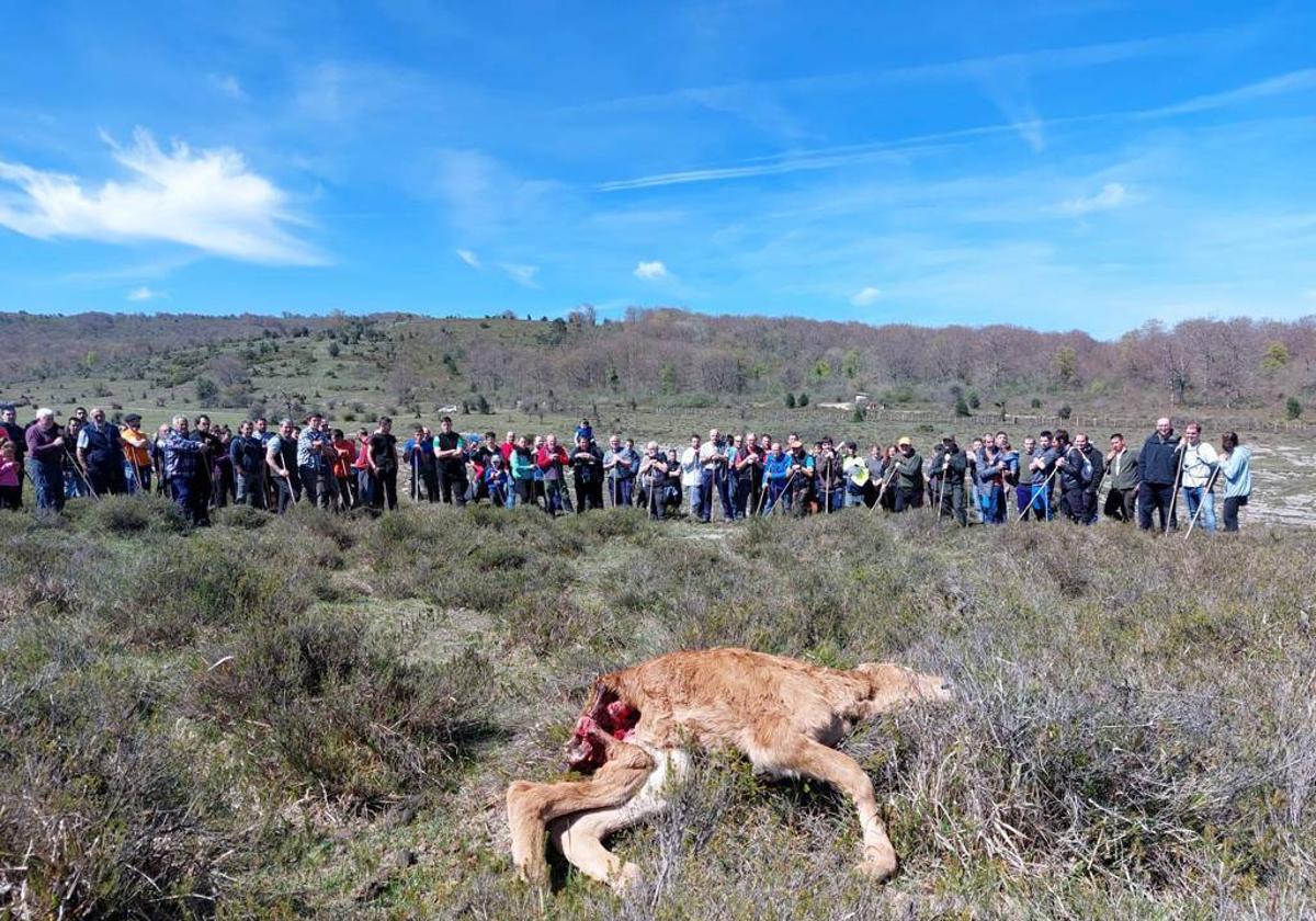 Una imagen de la batida celebrada el domingo en Unzá.