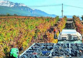 Vendimia en Rioja Alavesa.