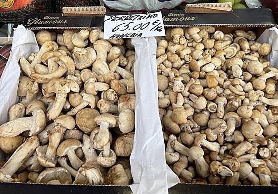 El misterio de los perretxikos: a 110 euros los de Otxandio y a 65 los de Hungría