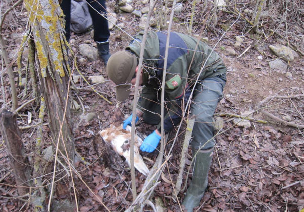 Un guarda de Medio Ambiente de Navarra examina el cadáver del águila