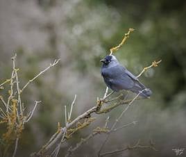 Una de las grajillas que anida en Vitoria, posa sobre una rama.