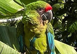 El guacamayo 'Zarco'.
